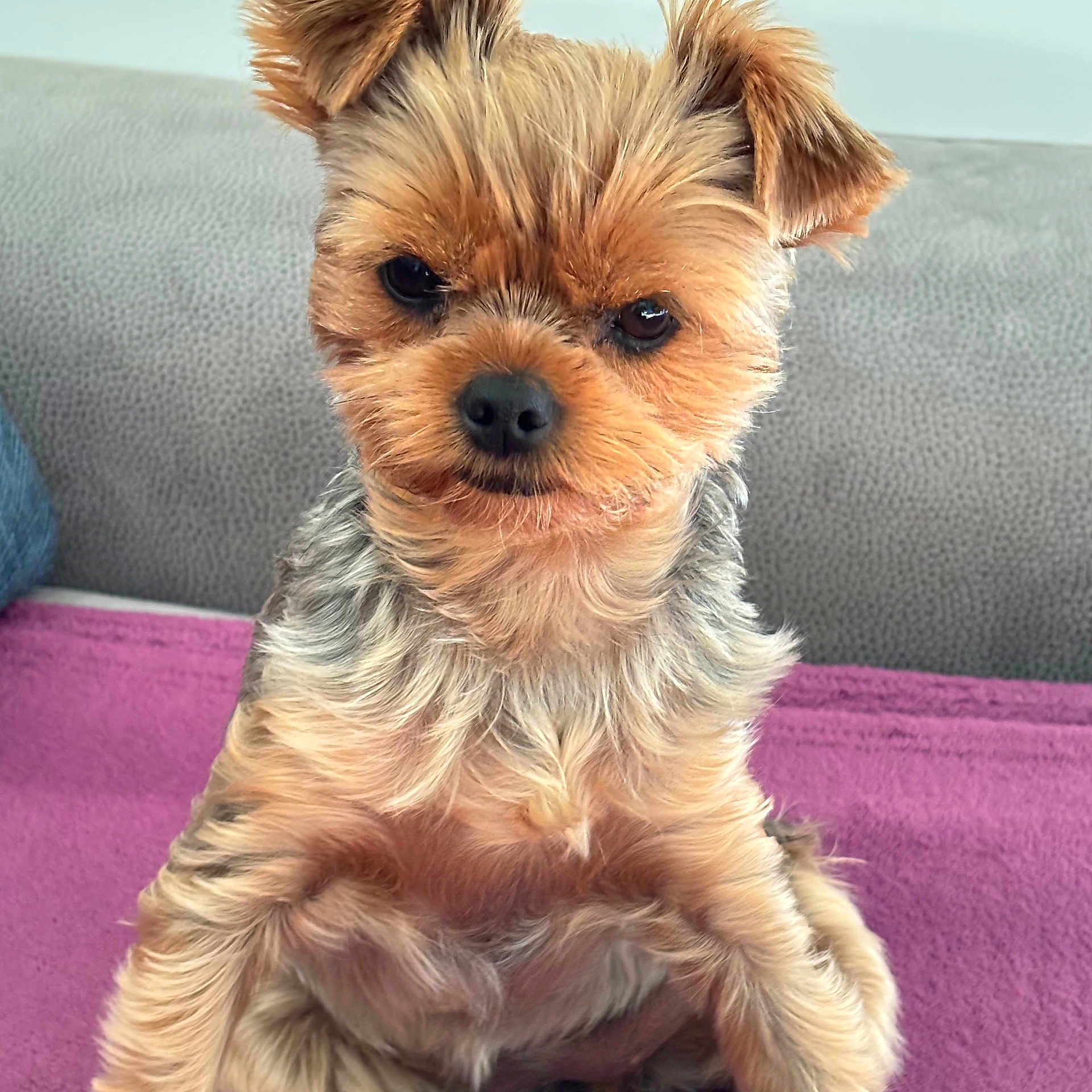 Alba a rejoint le concours — aidez-le/la à gagner de superbes lots ! dog, yorkshire_terrier, puppy, small_dog, pet, animal, fur, fluffy, brown_fur, gray_fur, black_nose, upright_sitting, close_up, portrait, indoors, couch, blanket, purple_blanket, cute, alert
