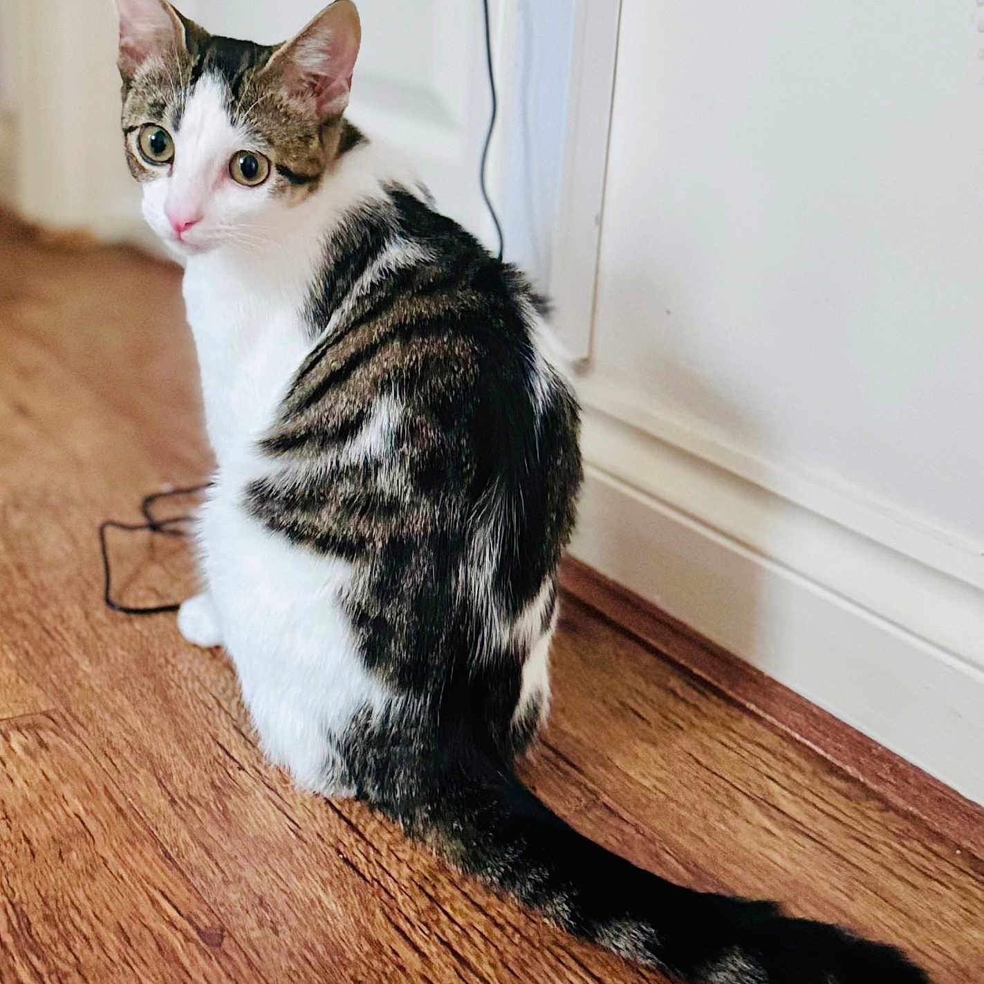 Arabella is registered to the contest to win money with this photo: abyssinian, accessories, angora, animal, cat, document, egyptiancat, hair, hardwood, indoors, interiordesign, kitten, leash, manx, person, pet, plywood, stainedwood, strap, wood