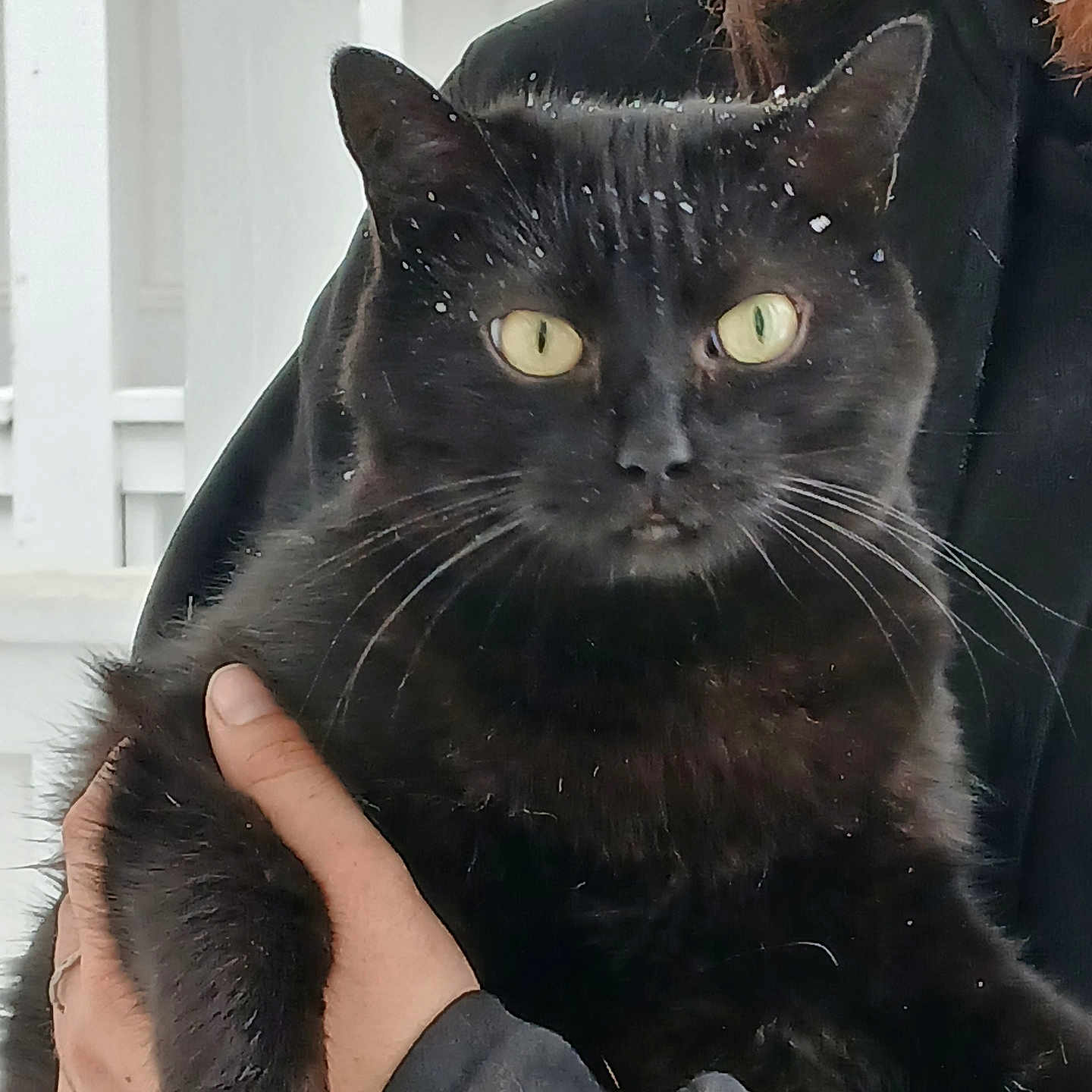 Estrella Lil Bit joined the competition — help win amazing prizes! animal, black_cat, black_fur, calm, cat, close_up, cute, domestic_animal, fence, fur, furry, hand, holding, looking_at_camera, outdoor, person_holding, pet, portrait, whiskers, yellow_eyes