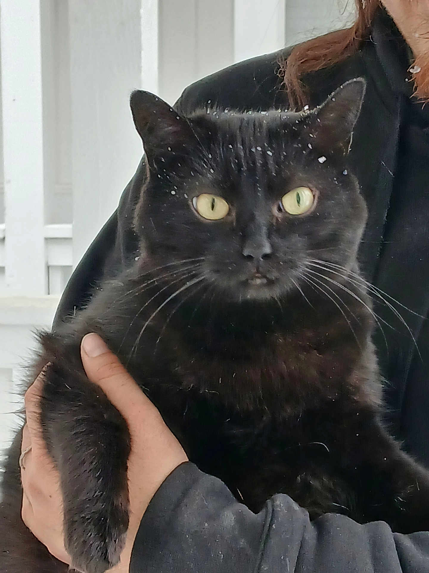 Estrella Lil Bit joined the competition — help win amazing prizes! black_cat, cat, pet, animal, furry, yellow_eyes, person_holding, hand, outdoor, fence, fur, whiskers, close_up, portrait, domestic_animal, cute, looking_at_camera, black_fur, holding, calm