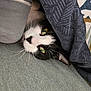 cat, black_and_white, pet, animal, feline, cozy, blanket, green_eyes, resting, indoor, couch, fabric, whiskers, closeup, cute, comfort, home, relaxing, patterned, soft