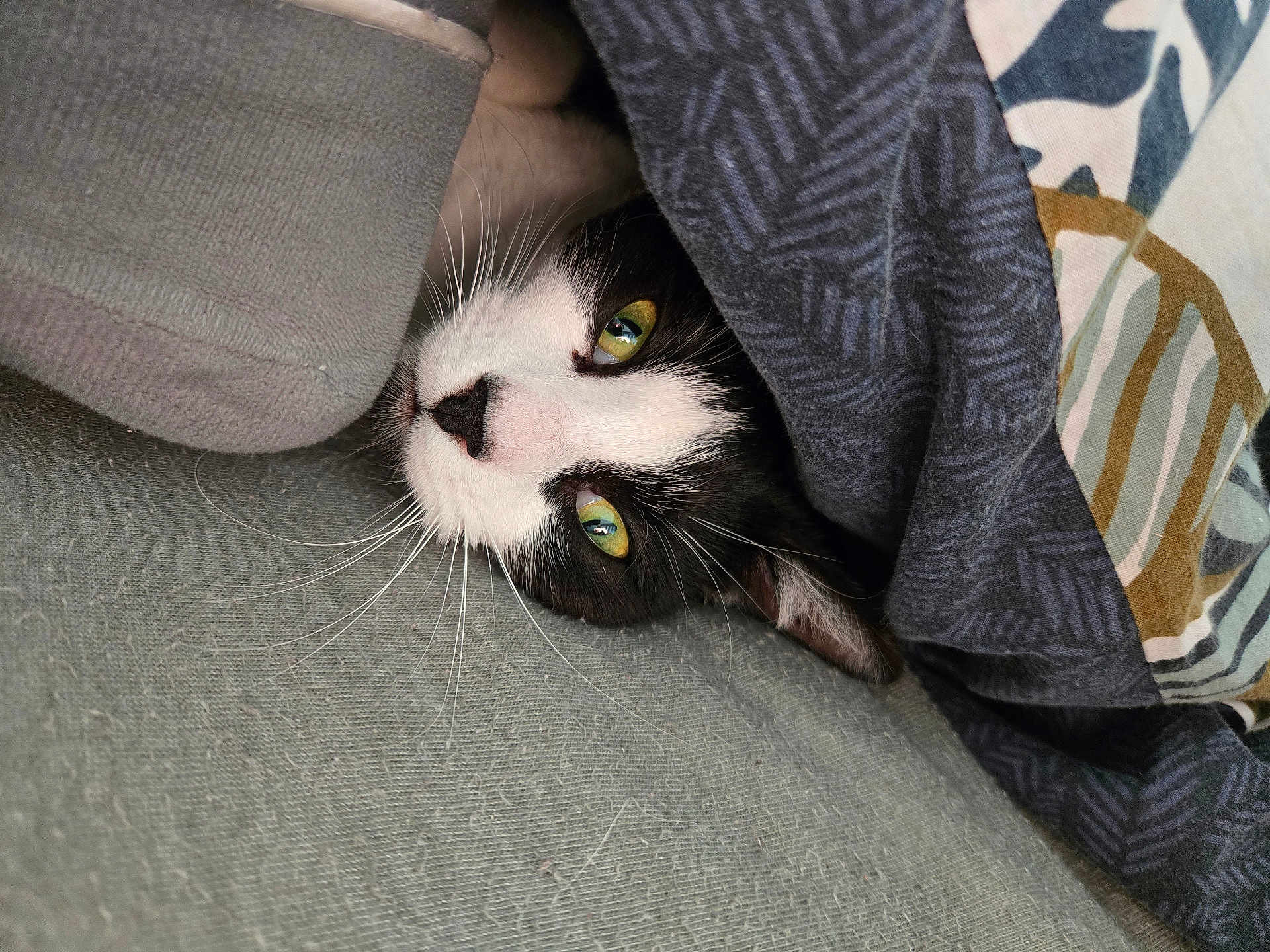 Vic participe au concours pour gagner de l'argent avec cette photo : cat, black_and_white, pet, animal, feline, cozy, blanket, green_eyes, resting, indoor, couch, fabric, whiskers, closeup, cute, comfort, home, relaxing, patterned, soft