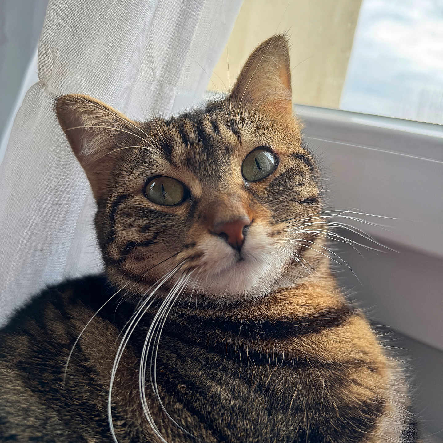 Païka a rejoint le concours — aidez-le/la à gagner de superbes lots ! abyssinian, animal, cat, curtain, kitten, manx, pet