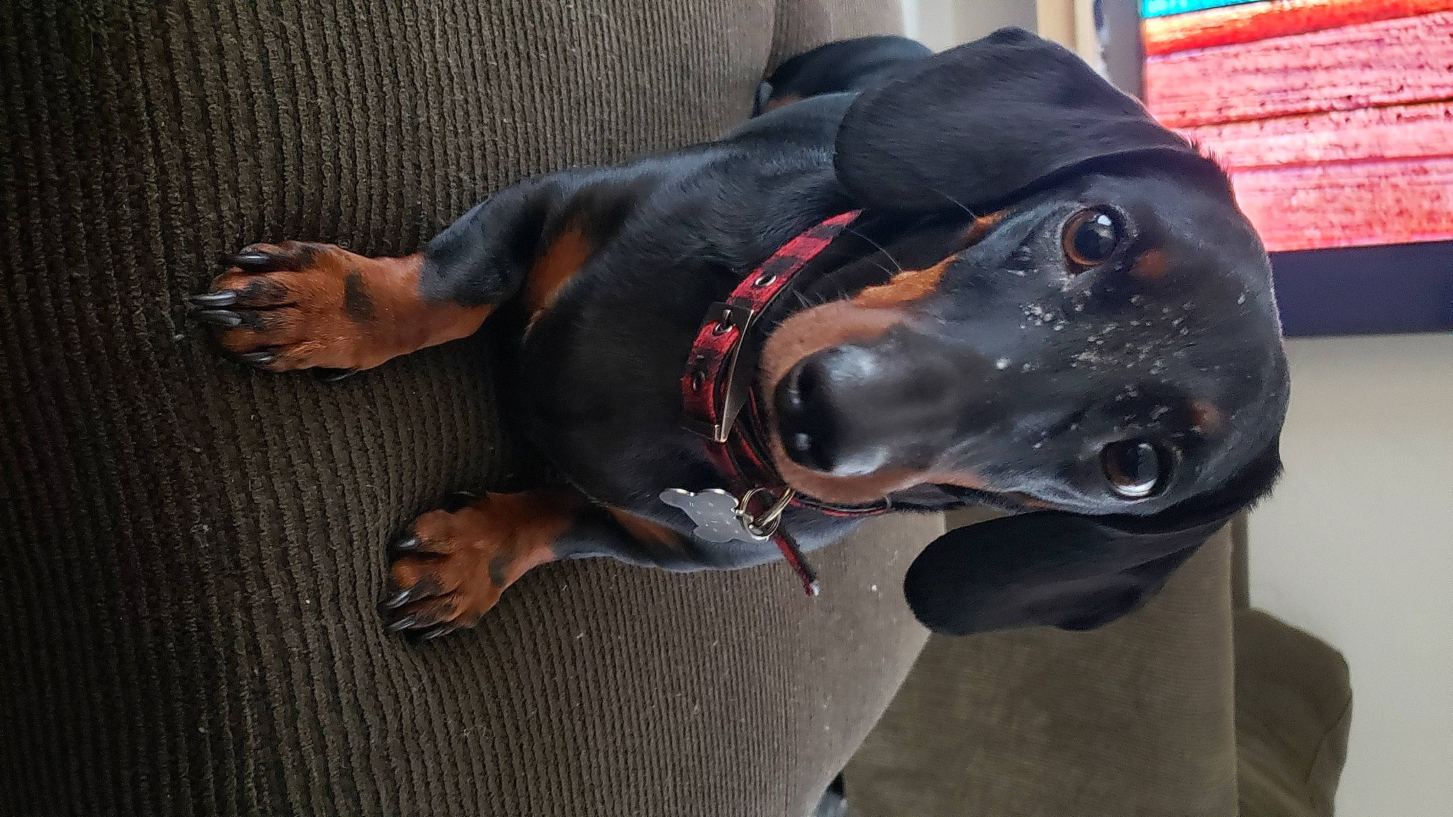 Mr. Magoo joined the competition — help win amazing prizes! canidae, carnivore, collar, companion_dog, dachshund, dog, dog_breed, dog_collar, fawn, guard_dog, pinscher, snout, sporting_group