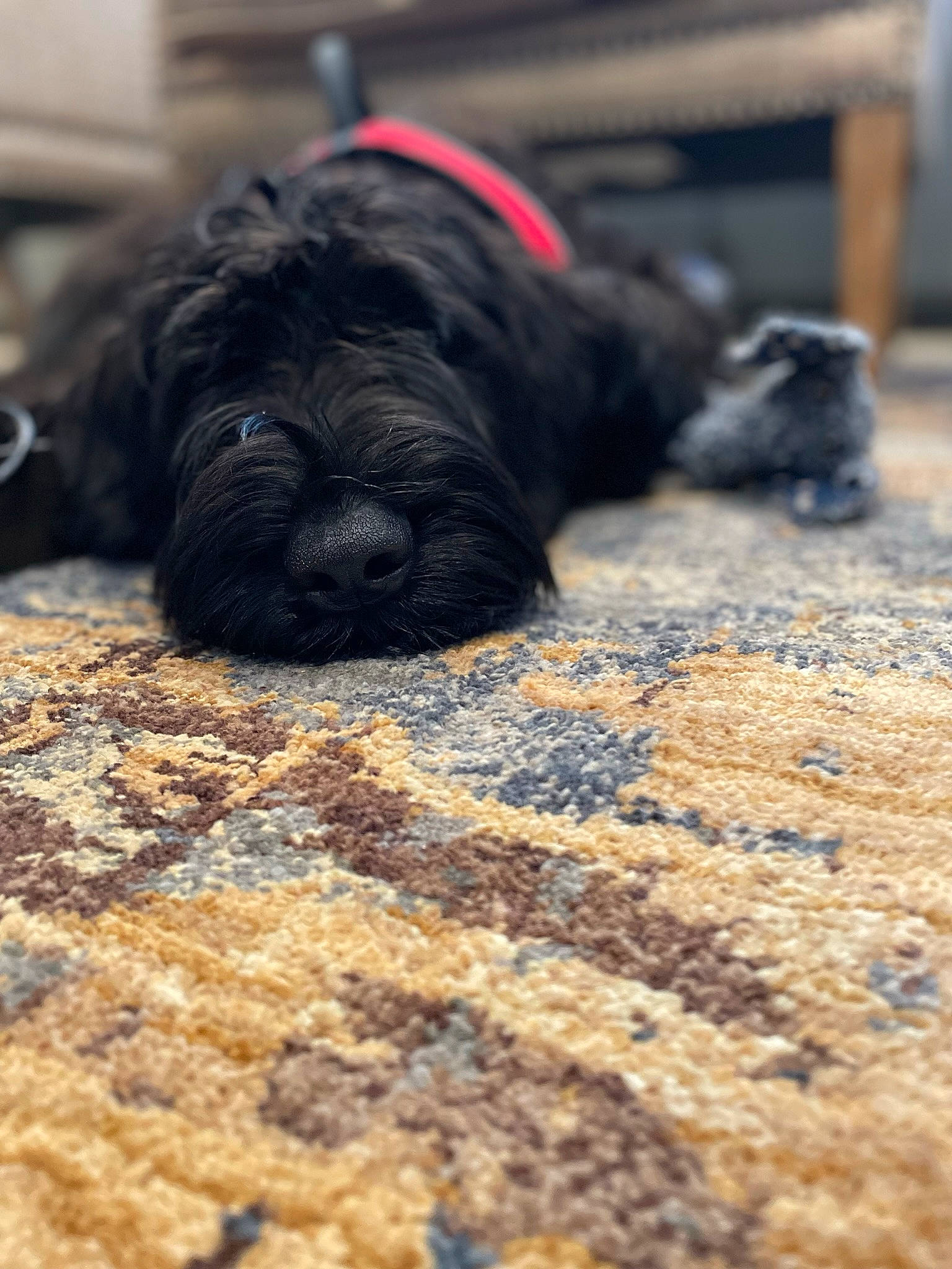 Henry is registered to the contest to win money with this photo: comfort, companion_dog, dog, dog_breed, dog_collar, flooring, fur, guard_dog, liver, nap, shadow, soil, sporting_group, tail, terrestrial_animal, terrier, toy_dog, wood, working_animal, wrinkle