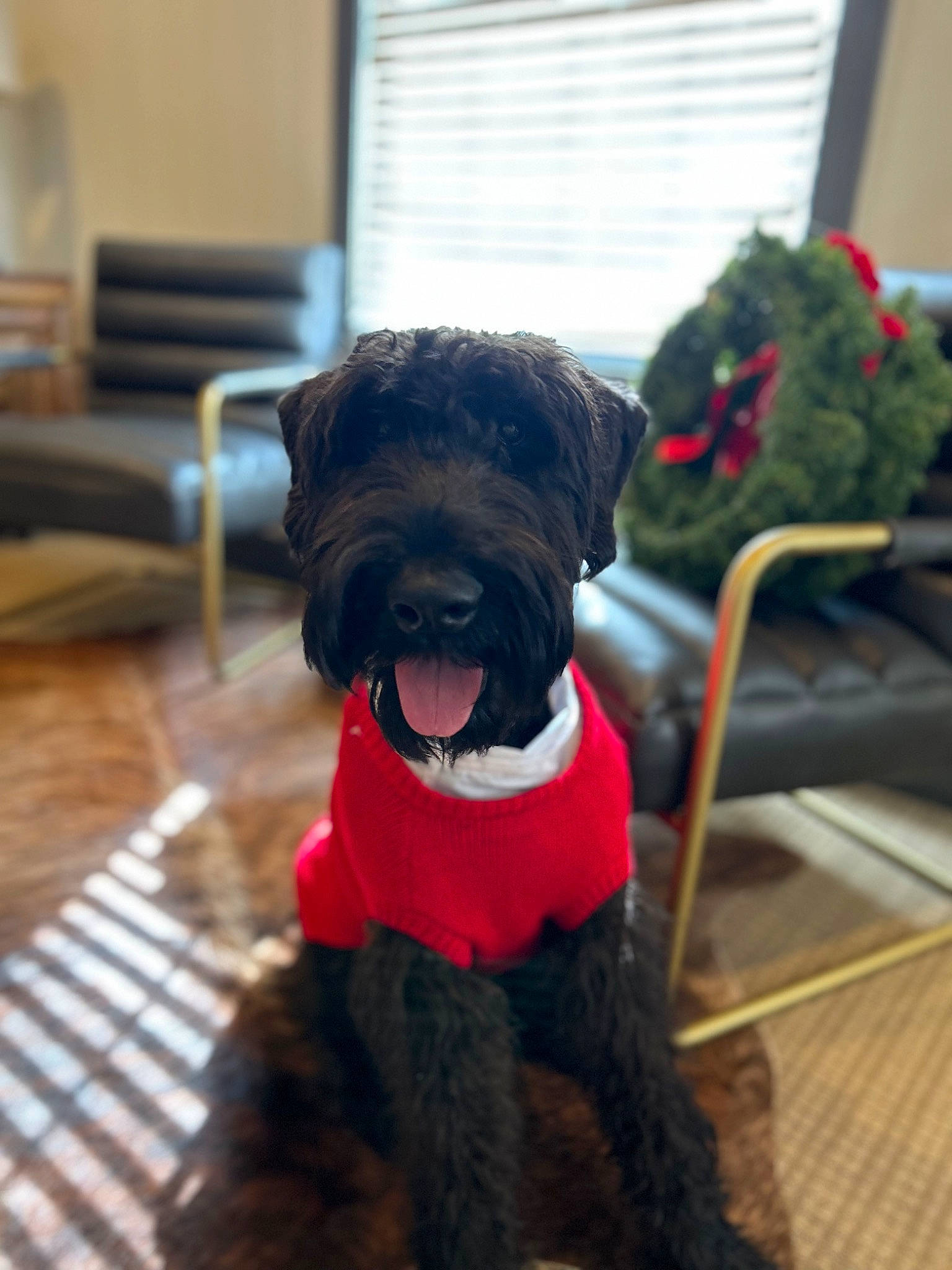 Henry is registered to the contest to win money with this photo: canidae, carnivore, collar, companion_dog, dog, dog_breed, dog_collar, dog_supply, fur, liver, pet_supply, schnauzer, small_terrier, snout, sporting_group, standard_schnauzer, terrier, toy_dog, water_dog, working_animal