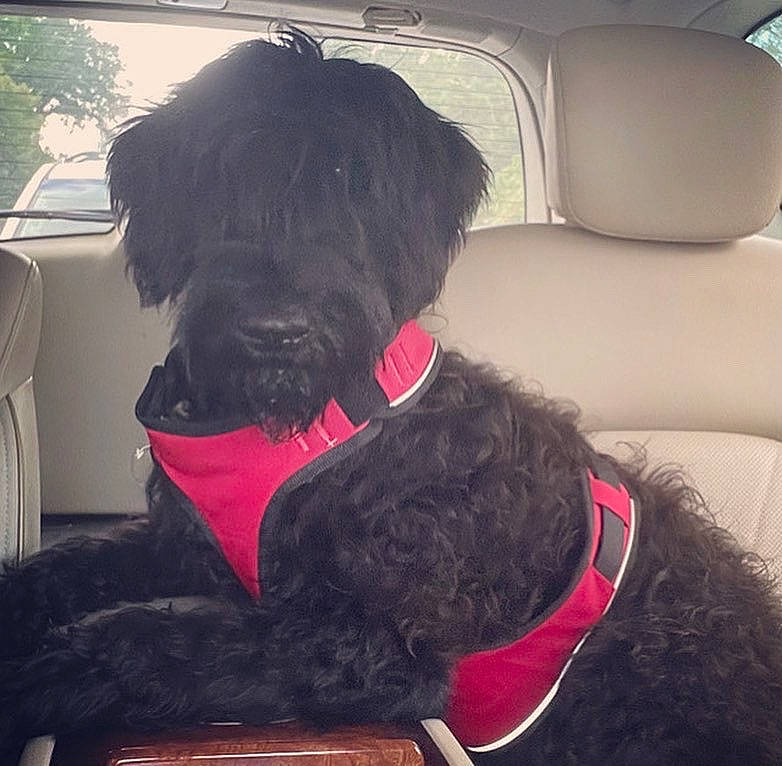 Henry is registered to the contest to win money with this photo: auto_part, automotive_exterior, car_seat, car_seat_cover, carnivore, collar, comfort, companion_dog, dog, dog_breed, dog_collar, dog_supply, fur, head_restraint, liver, pet_supply, snout, sporting_group, tints_and_shades, working_animal