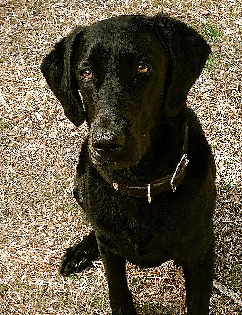 Miss Mae joined the competition — help win amazing prizes! borador, canidae, carnivore, collar, companion_dog, dog, dog_breed, dog_collar, eye, fawn, grass, gun_dog, liver, pet_supply, plant, retriever, snout, sporting_group, whiskers, working_animal