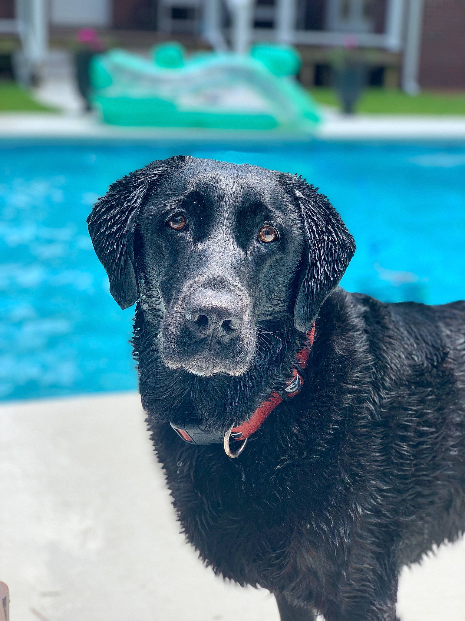 Miss Mae joined the competition — help win amazing prizes! blue, borador, carnivore, collar, companion_dog, dog, dog_breed, dog_collar, electric_blue, event, fur, gun_dog, plant, retriever, snout, sporting_group, swimming_pool, terrestrial_animal, water, working_animal