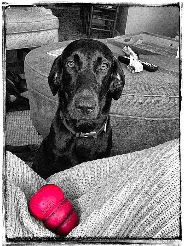 Miss Mae is registered to the contest to win money with this photo: black, black_and_white, carnivore, comfort, companion_dog, dog, dog_breed, dog_collar, fur, liver, monochrome, monochrome_photography, pet_supply, rectangle, snout, sporting_group, stock_photography, style, whiskers, working_animal