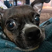Daisy is registered to the contest to win money with this photo: animal, blanket, canine, close_up, comfort, cozy, cute, dog, ears, expression, eyes, face, fur, indoor, nose, pet, portrait, resting, small_dog, snuggle