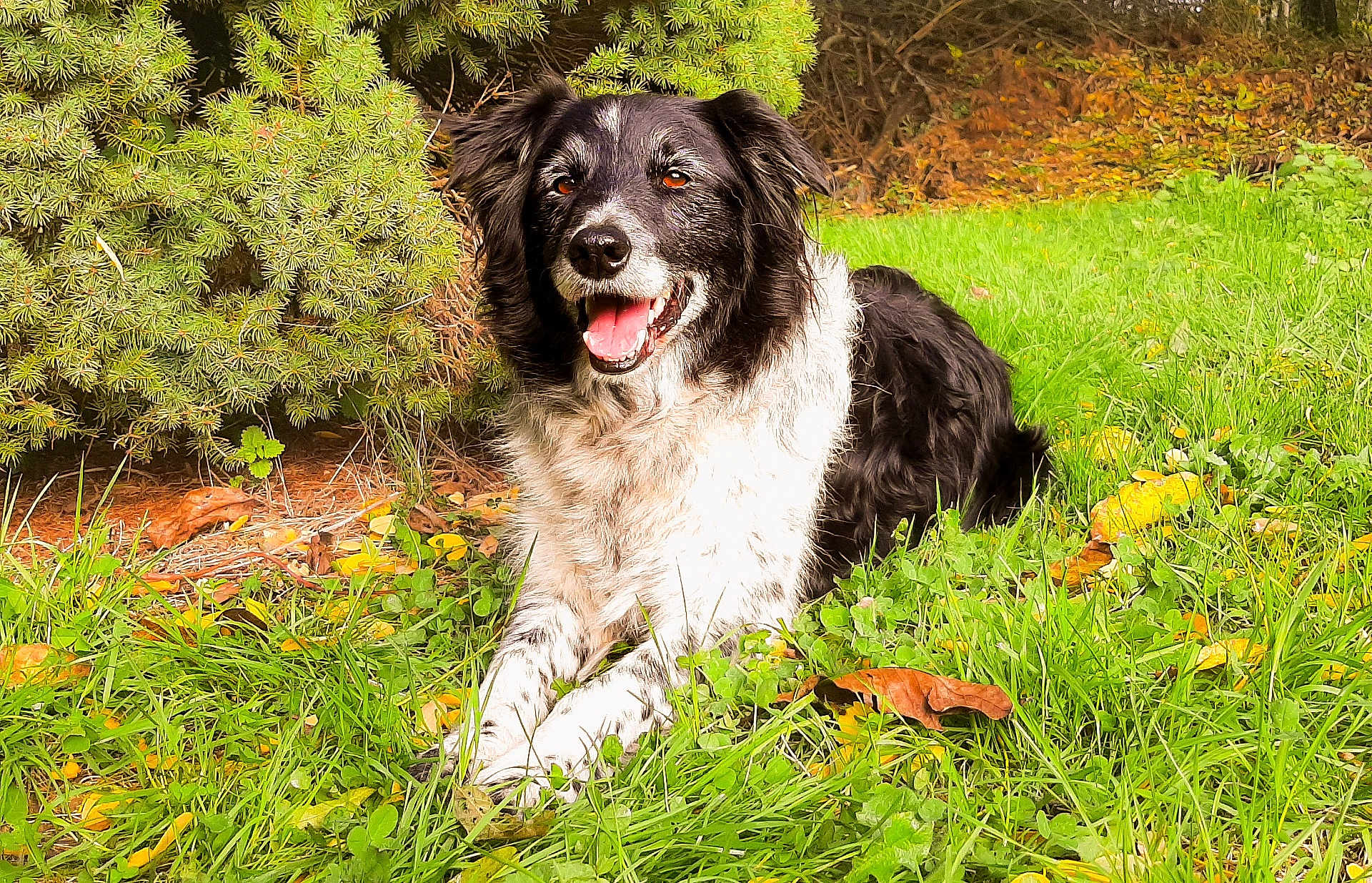 Jack participe au concours pour gagner de l'argent avec cette photo : dog, grass, outdoor, greenery, autumn_leaves, black_and_white, pet, canine, animal, nature, happy, tongue_out, fur, laying_down, bush, sunlight, smiling, closeup, daytime, muzzle