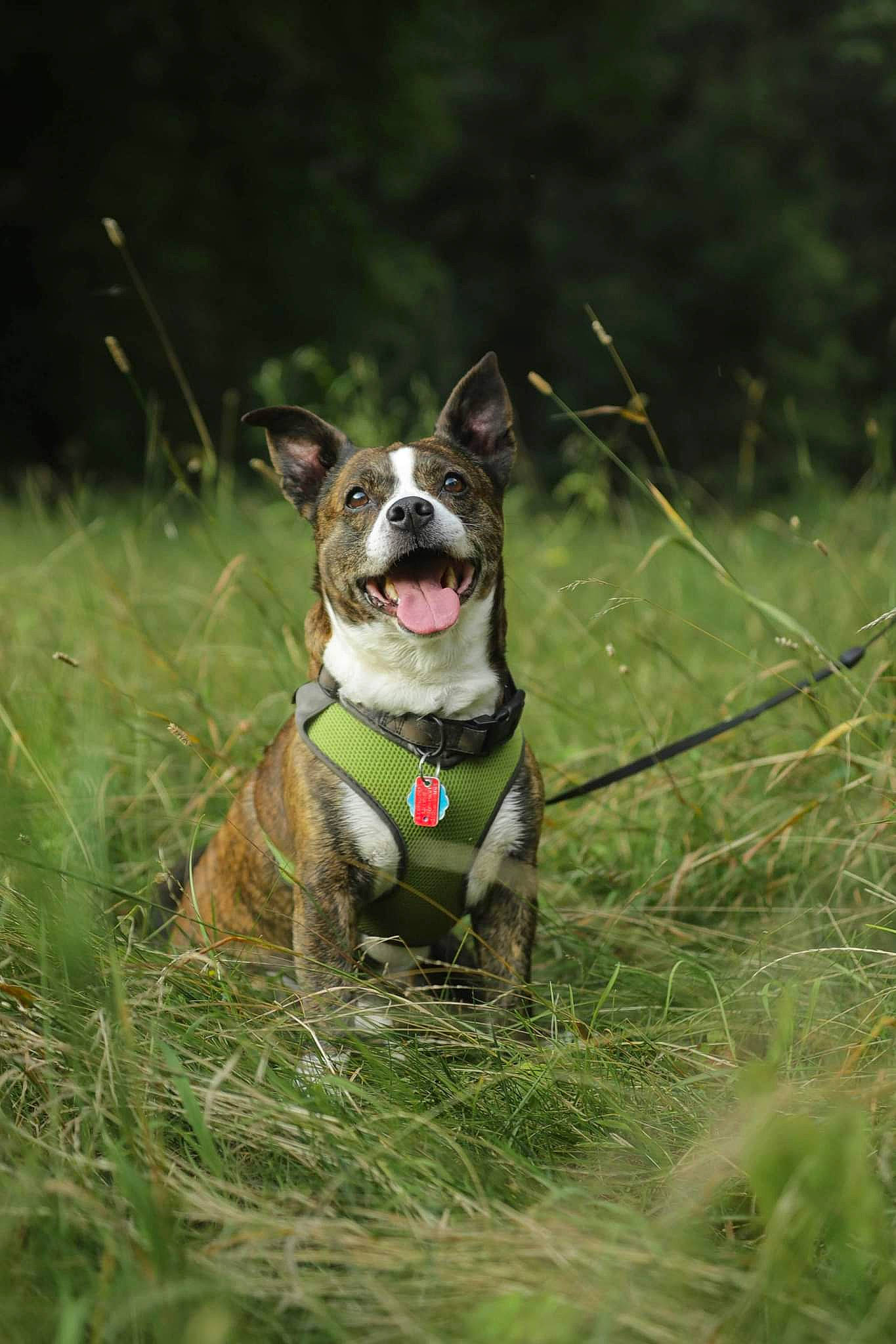 Ichabod is registered to the contest to win money with this photo: boston_terrier, bulldog, carnivore, collar, companion_dog, dog, dog_breed, dog_collar, dog_supply, dog_walking, fashion_accessory, fawn, grass, leash, liver, plant, tail, terrier, whiskers, working_animal