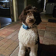 Buddy Camp joined the competition — help win amazing prizes! accessories, animal, architecture, building, canine, city, dog, door, outdoors, path, pet, plant, poodle, pottedplant, puppy, road, shelter, slate, street, urban