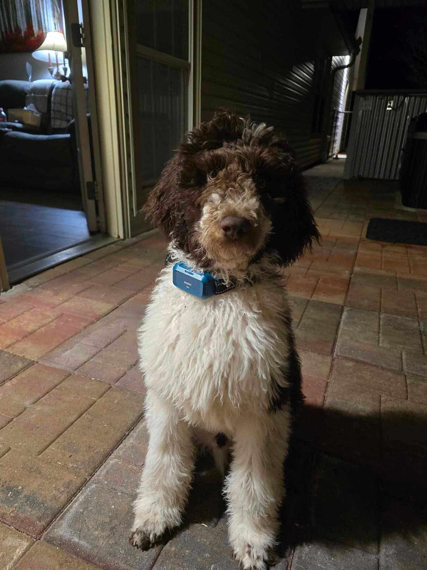 Buddy Camp joined the competition — help win amazing prizes! accessories, animal, architecture, building, canine, city, dog, door, outdoors, path, pet, plant, poodle, pottedplant, puppy, road, shelter, slate, street, urban