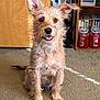 dog, sitting, tongue_out, indoor, carpet, bookshelf, candles, wooden_door, dvd_cases, fur, ears_up, brown_fur, looking_at_camera, pet, cute, attentive, portrait, paws, whiskers, home