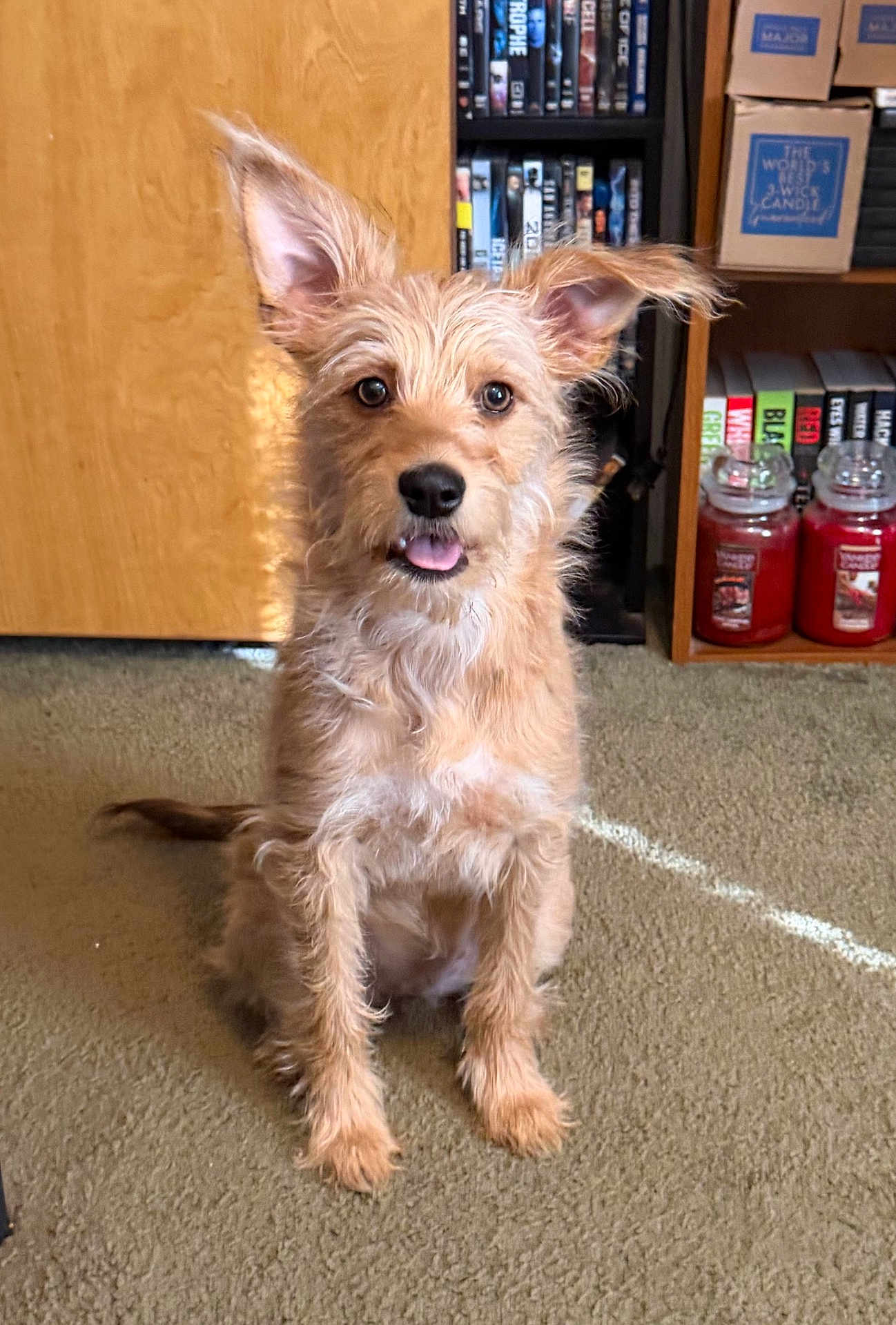 Zoey is registered to the contest to win money with this photo: dog, sitting, tongue_out, indoor, carpet, bookshelf, candles, wooden_door, dvd_cases, fur, ears_up, brown_fur, looking_at_camera, pet, cute, attentive, portrait, paws, whiskers, home