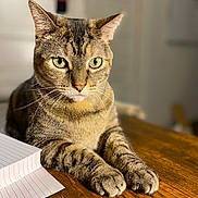 Izzy is registered to the contest to win money with this photo: cat, tabby, animal, pet, feline, whiskers, paws, wooden_table, lined_paper, indoor, closeup, portrait, striped_fur, relaxed, domestic_cat, green_eyes, soft_lighting, focus, sitting, cute
