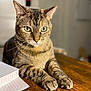 cat, tabby, animal, pet, feline, whiskers, paws, wooden_table, lined_paper, indoor, closeup, portrait, striped_fur, relaxed, domestic_cat, green_eyes, soft_lighting, focus, sitting, cute