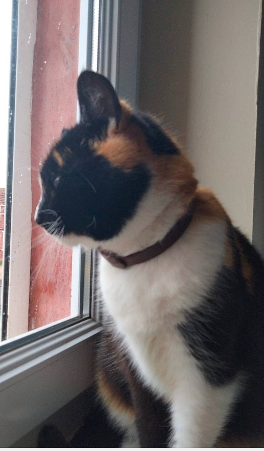 Minou participe au concours pour gagner de l'argent avec cette photo : carnivore, cat, collar, domestic_short_haired_cat, door, felidae, fixture, fur, pet_supply, small_to_medium_sized_cats, tail, terrestrial_animal, tints_and_shades, whiskers, window, wood