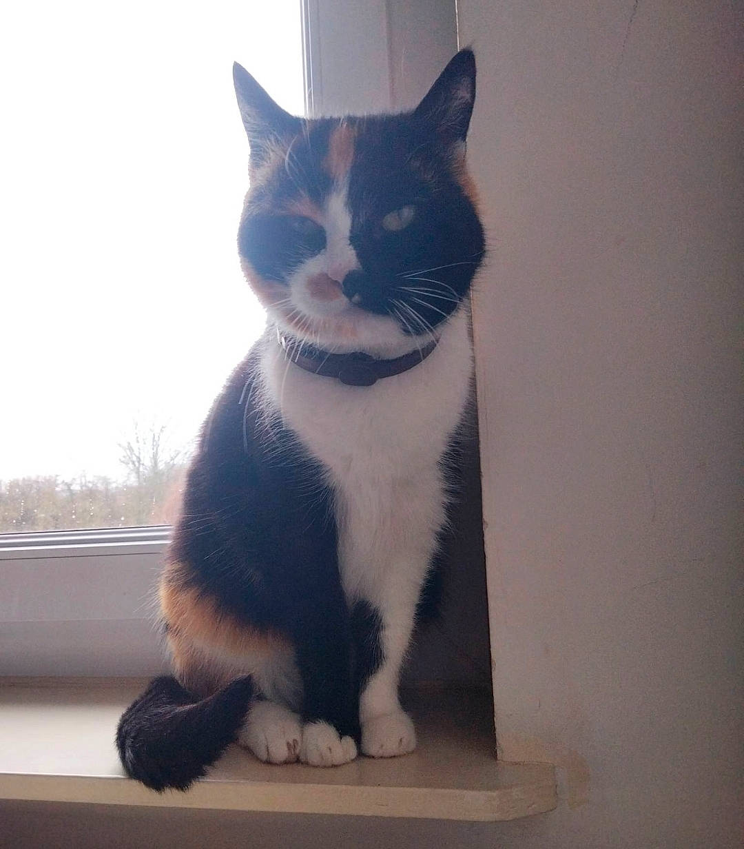 Minou a rejoint le concours — aidez-le/la à gagner de superbes lots ! carnivore, cat, domestic_short_haired_cat, electric_blue, felidae, formal_wear, fur, grey, paw, small_to_medium_sized_cats, snout, stairs, tail, tree, whiskers, window, wood