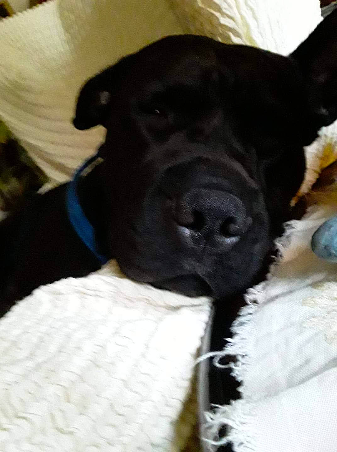 Champ is registered to the contest to win money with this photo: borador, canidae, carnivore, collar, comfort, companion_dog, dog, dog_breed, dog_supply, fur, guard_dog, laptop, non_sporting_group, pattern, pet_supply, snout, sporting_group, whiskers, working_animal