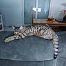 Tigrou a rejoint le concours — aidez-le/la à gagner de superbes lots ! cat, tabby, sleeping, couch, indoor, furniture, dining_table, banana, bowl, relaxed, tail, wall_art, window, blinds, home, cozy, pet, animal, resting, gray