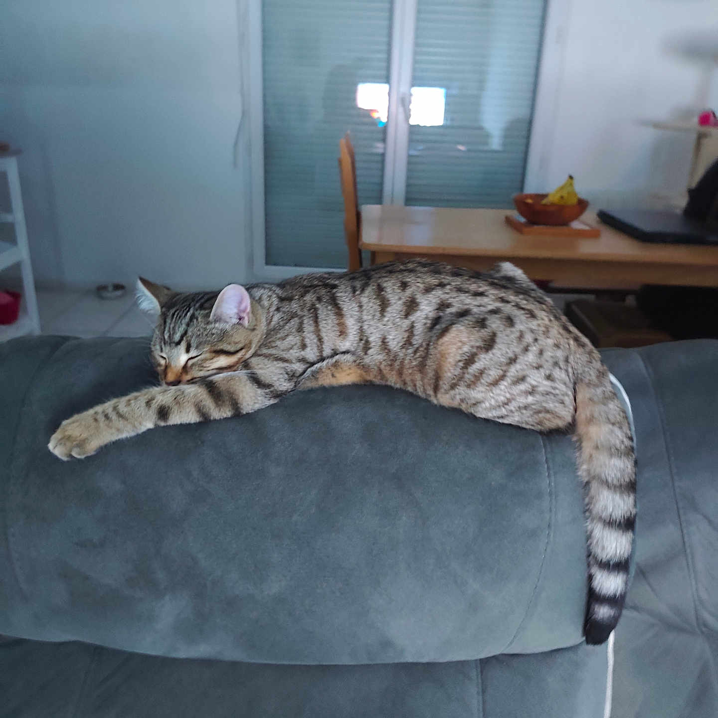 Tigrou a rejoint le concours — aidez-le/la à gagner de superbes lots ! cat, tabby, sleeping, couch, indoor, furniture, dining_table, banana, bowl, relaxed, tail, wall_art, window, blinds, home, cozy, pet, animal, resting, gray