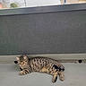 cat, tabby, animal, pet, relaxed, spotted, balcony, floor, outdoor, daylight, feline, resting, quiet, house, window, roof, nature, daytime, domestic, fur