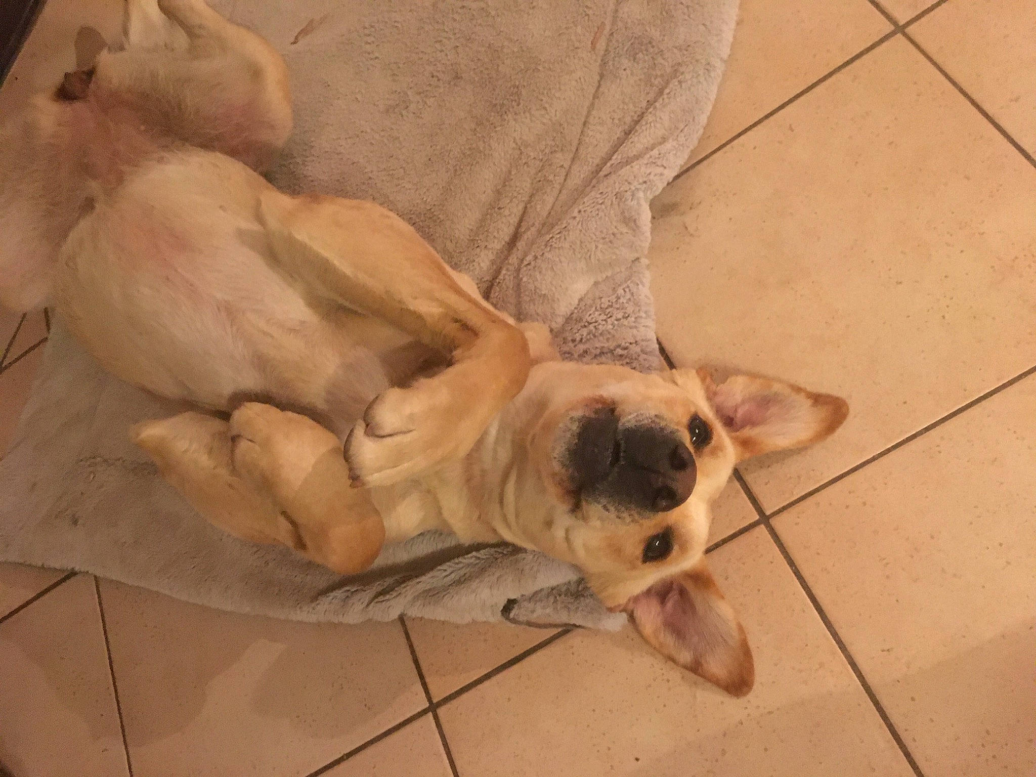 Maddy a rejoint le concours — aidez-le/la à gagner de superbes lots ! canidae, carnivore, comfort, companion_dog, dog, dog_breed, fawn, flooring, foot, fur, human_leg, paw, puppy, snout, sporting_group, tail, terrestrial_animal, toy_dog, wood, working_animal