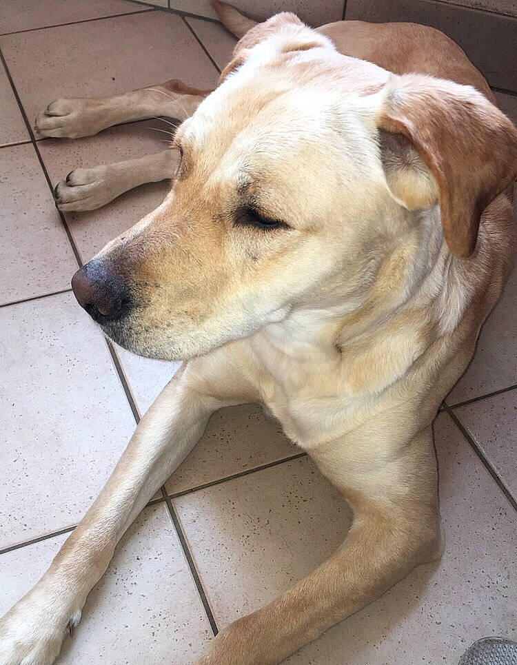 Maddy a rejoint le concours — aidez-le/la à gagner de superbes lots ! canidae, carnivore, companion_dog, dog, dog_breed, dog_collar, fawn, flooring, fur, labrador_retriever, snout, sporting_group, tail, whiskers, wood, working_animal