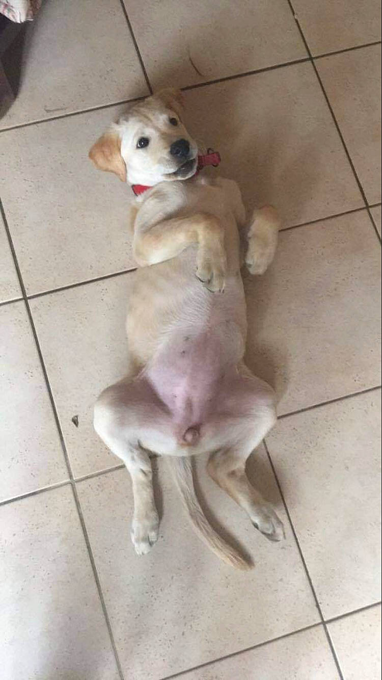 Maddy a rejoint le concours — aidez-le/la à gagner de superbes lots ! canidae, carnivore, companion_dog, dog, dog_breed, dog_supply, fawn, floor, flooring, fur, hardwood, liver, non_sporting_group, paw, pet_supply, snout, sporting_group, tail, tile_flooring, working_animal