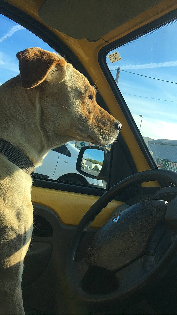 Maddy a rejoint le concours — aidez-le/la à gagner de superbes lots ! automotive_exterior, automotive_lighting, automotive_mirror, car, carnivore, cloud, collar, companion_dog, dog, dog_breed, fawn, hood, rear_view_mirror, sky, snout, tints_and_shades, vehicle, vehicle_door, window, working_animal