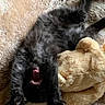 Kylo joined the competition — help win amazing prizes! puppy, dog, black_dog, fluffy, fur, upside_down, lying_down, teddy_bear, stuffed_animal, blanket, beige, cozy, indoors, pet, playful, open_mouth, teeth, close_up, cuddling, funny
