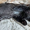 Kylo joined the competition — help win amazing prizes! cat, kitten, black_cat, fluffy, furry, sleeping, lying_down, pet, animal, whiskers, paws, claws, face, eyes, nose, blanket, cozy, indoor, close_up, portrait