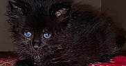 Kylo joined the competition — help win amazing prizes! black_cat, kitten, blue_eyes, fluffy, fur, animal, pet, crouching, lying_down, portrait, close_up, indoors, blanket, red_blanket, textile, whiskers, ears, eyes, dark_fur, cute