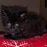black_cat, kitten, blue_eyes, fluffy, fur, animal, pet, crouching, lying_down, portrait, close_up, indoors, blanket, red_blanket, textile, whiskers, ears, eyes, dark_fur, cute