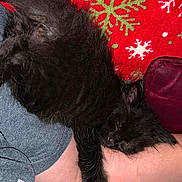Kylo is registered to the contest to win money with this photo: cat, kitten, black_cat, sleeping, fluffy, fur, paws, whiskers, pet, animal, lap, person, jeans, blanket, red_blanket, snowflakes, indoors, cozy, relaxed, portrait