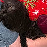 cat, kitten, black_cat, sleeping, fluffy, fur, paws, whiskers, pet, animal, lap, person, jeans, blanket, red_blanket, snowflakes, indoors, cozy, relaxed, portrait