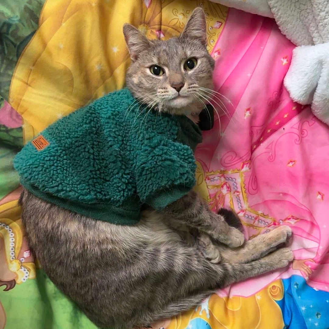 Nermal joined the competition — help win amazing prizes! animal, bed, blanket, cat, colorful, cozy, curious, cute, domestic_animal, feline, fur, gray_tabby, indoor, pattern, pet, princess_theme, resting, soft_texture, sweater, whiskers