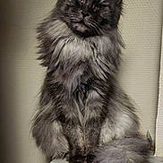 Maya participe au concours pour gagner de l'argent avec cette photo : cat, fluffy, long_hair, sitting, curious, pet, animal, indoor, wall, white, ledges, tail, ears, feline, portrait, mammal, cute, domestic, furry, relaxed