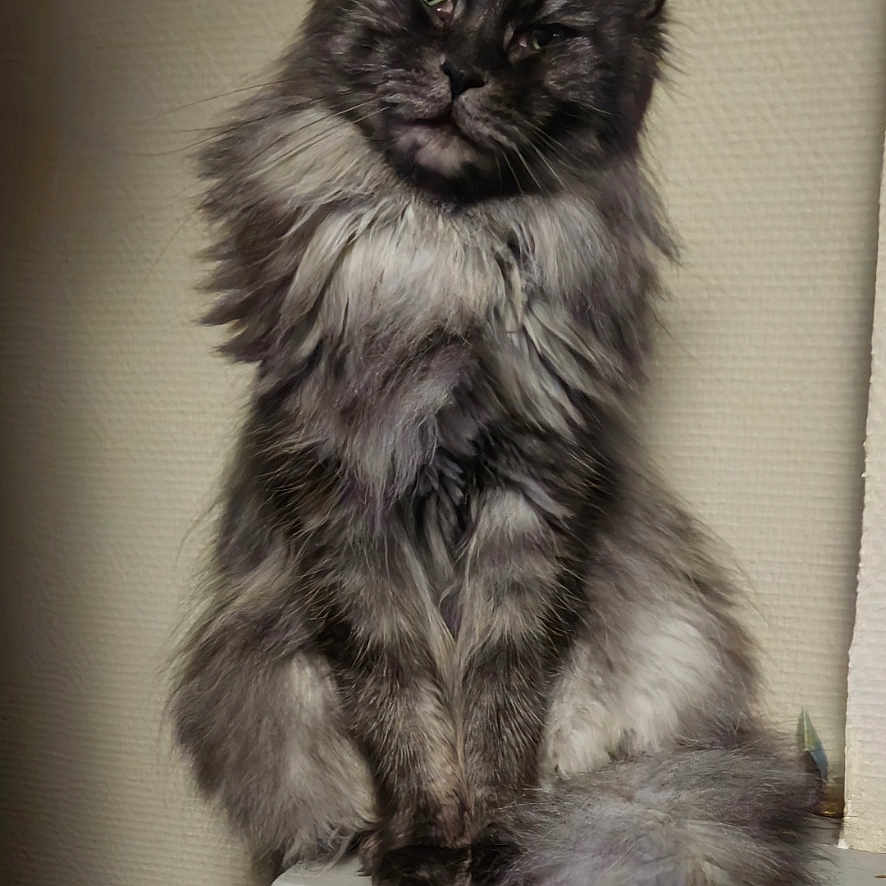 Maya participe au concours pour gagner de l'argent avec cette photo : cat, fluffy, long_hair, sitting, curious, pet, animal, indoor, wall, white, ledges, tail, ears, feline, portrait, mammal, cute, domestic, furry, relaxed