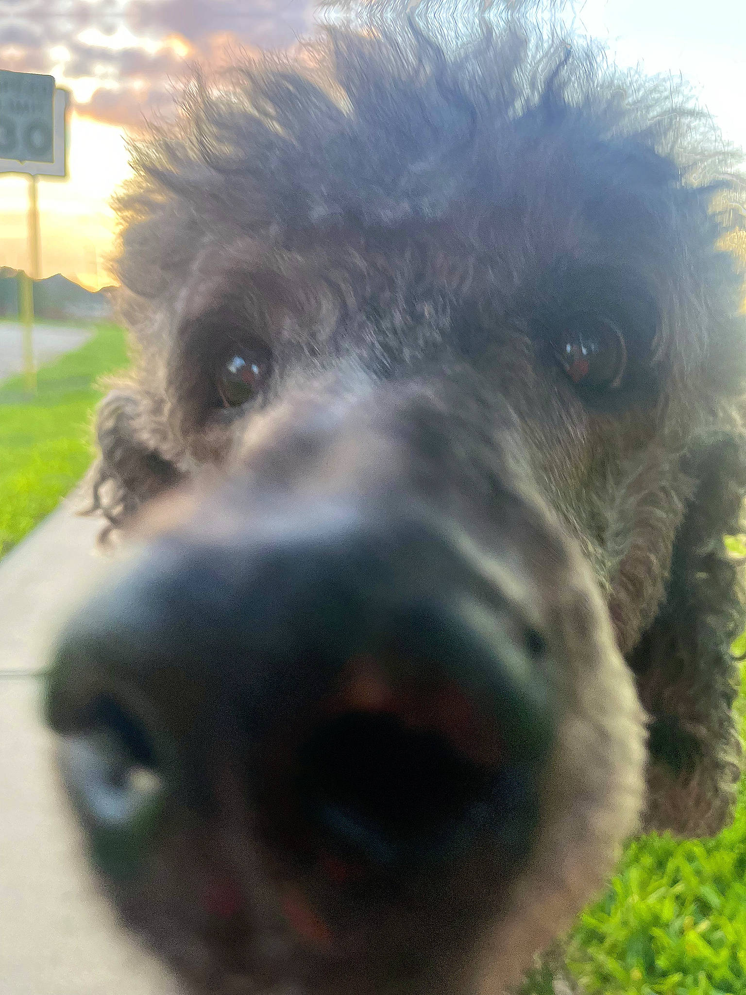 Colton is registered to the contest to win money with this photo: canidae, carnivore, circle, companion_dog, dog, dog_breed, fur, grass, liver, plant, poodle, snout, sporting_group, standard_poodle, terrestrial_animal, terrier, water_dog, working_animal, working_dog