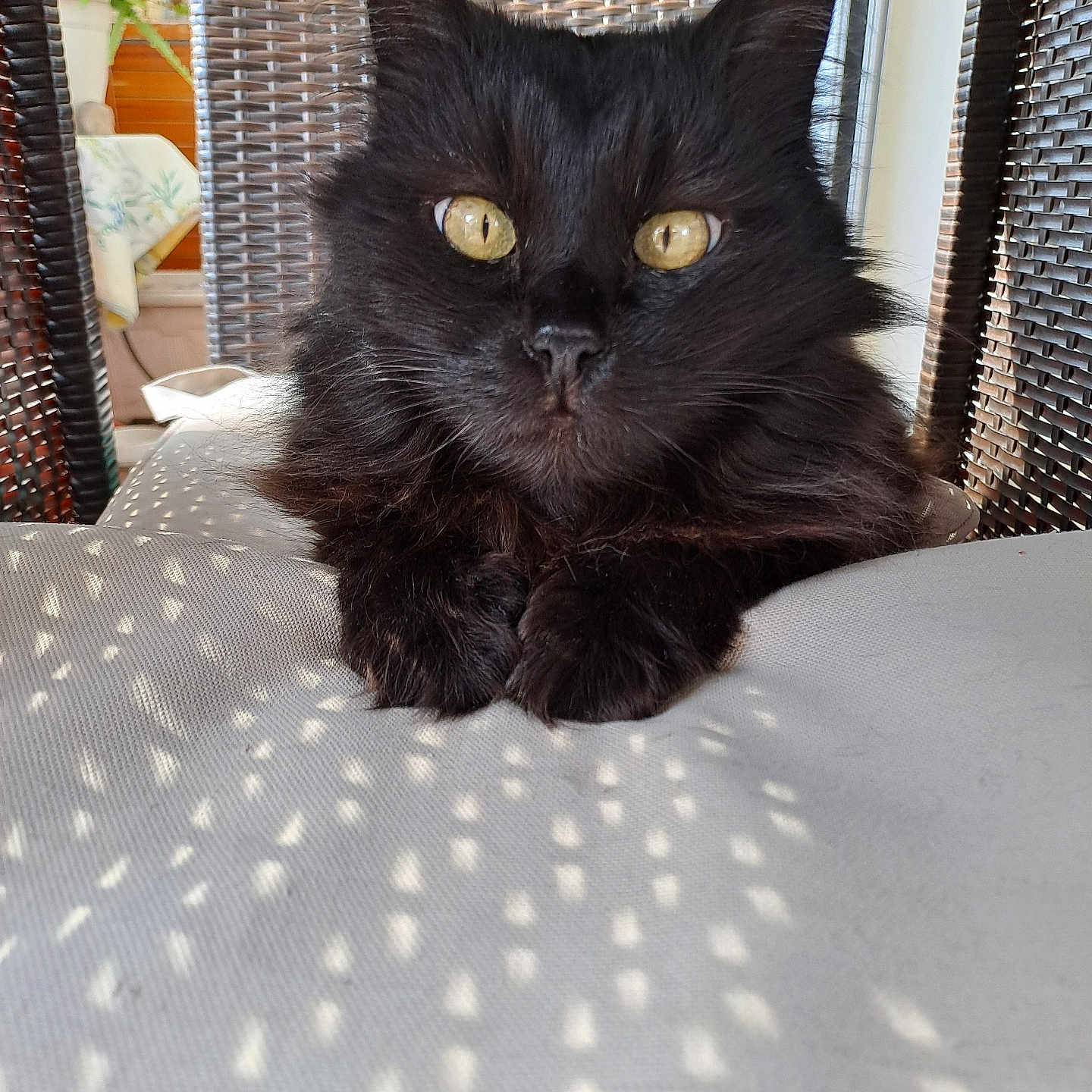 Obsy