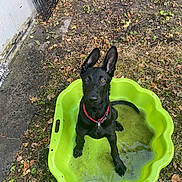 Black a rejoint le concours — aidez-le/la à gagner de superbes lots ! dog, black_dog, puppy, kiddie_pool, green_pool, water, collar, ears, outdoor, yard, grass, leaves, dirt, pet, animal, canine, sitting, curious, playful, nature