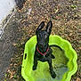 dog, black_dog, puppy, kiddie_pool, green_pool, water, collar, ears, outdoor, yard, grass, leaves, dirt, pet, animal, canine, sitting, curious, playful, nature
