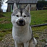 Apache participe au concours pour gagner de l'argent avec cette photo :