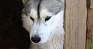 Apache participe au concours pour gagner de l'argent avec cette photo :