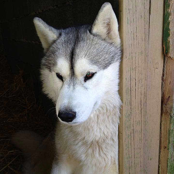 Apache