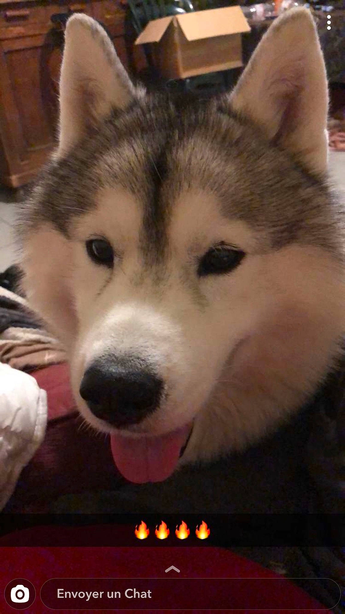 Apache Et Mina a rejoint le concours — aidez-le/la à gagner de superbes lots ! alaskan_klee_kai, alaskan_malamute, canadian_eskimo_dog, canidae, carnivore, dog, dog_breed, east_siberian_laika, eye, greenland_dog, mammal, miniature_siberian_husky, nose, saarloos_wolfdog, sakhalin_husky, siberian_husky, sled_dog, snout, vertebrate, wolfdog